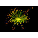 Laserworld - 10,000 mW Purelight Series laser projector with ShowNet MK3