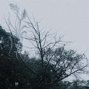 Sadness - Rain (180 Gr. Vinyl Smoke Green Limited Edt.) Lp 0301660560317