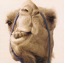 Gazze' Max - Max Gazze' 20Th Anniversary Edt. (180 Gr.) Vinile LP - Vinyl record 0602435039251