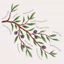 Brunori Sas - Cip! Cd 0602508602467