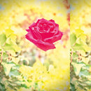 Lambchop - Trip Cd 4250506836962